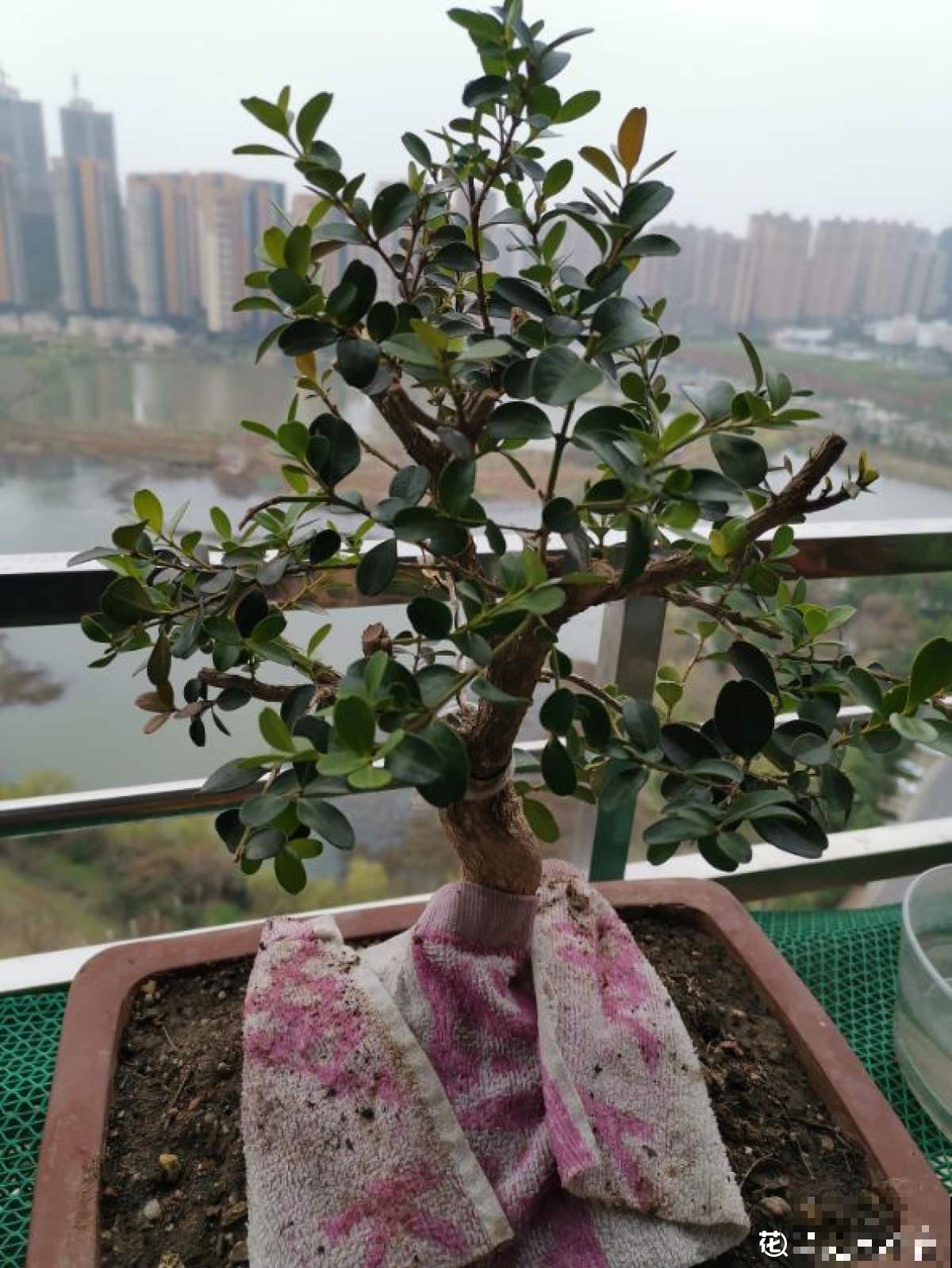 适合做盆景的植物，还得是瓜子黄杨，养护省心不麻烦
