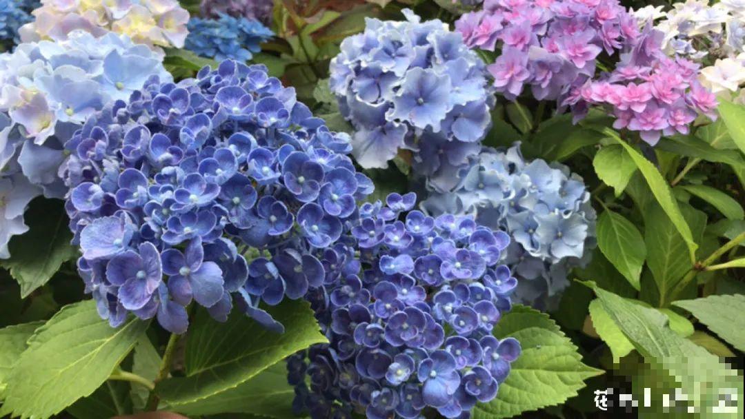 8月后，6种花别修剪，小心以后不开花