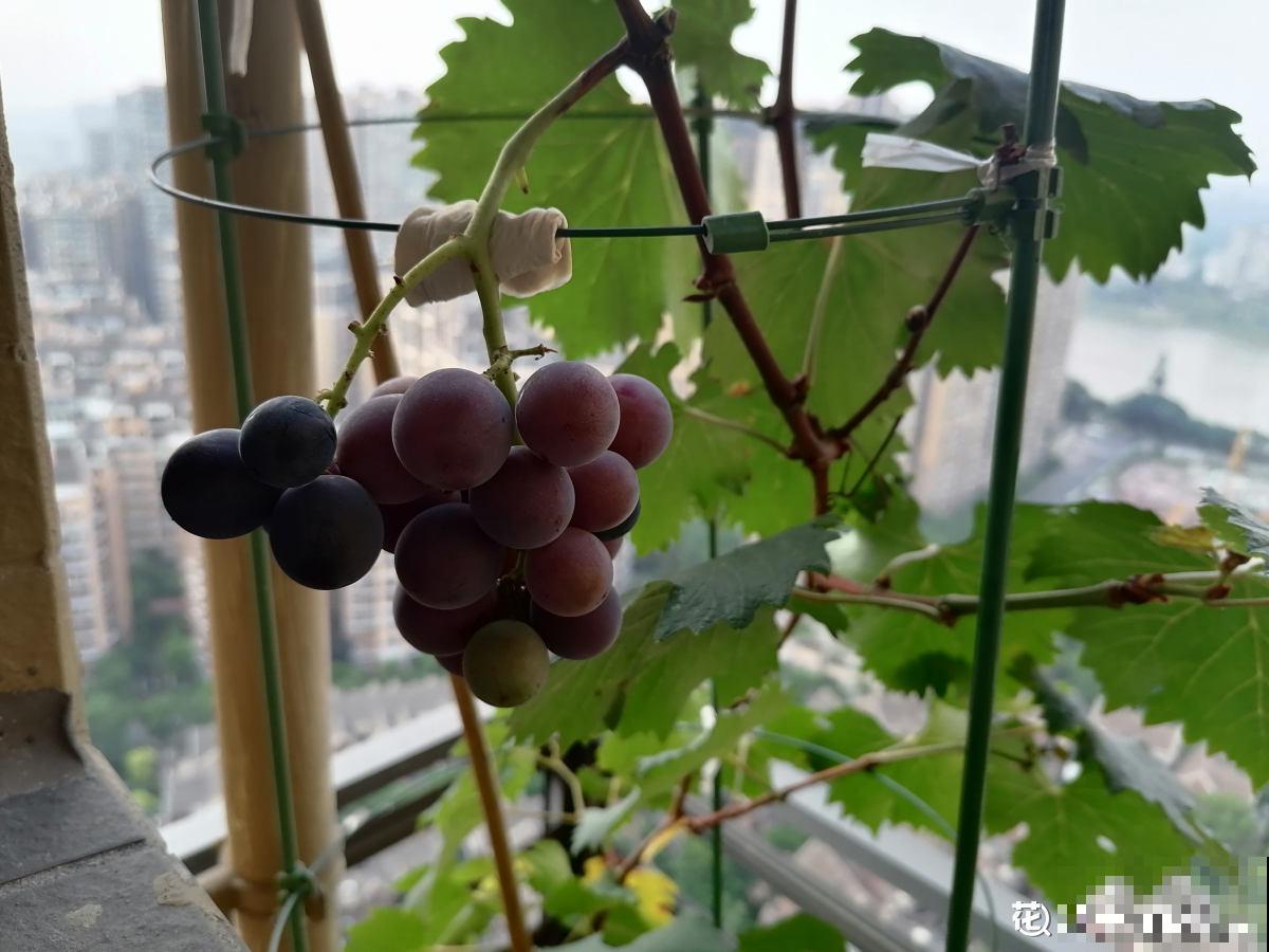 5种水果,让果实压弯树枝,摘下就能吃 5种水果,让果实压弯树枝,摘下就能吃