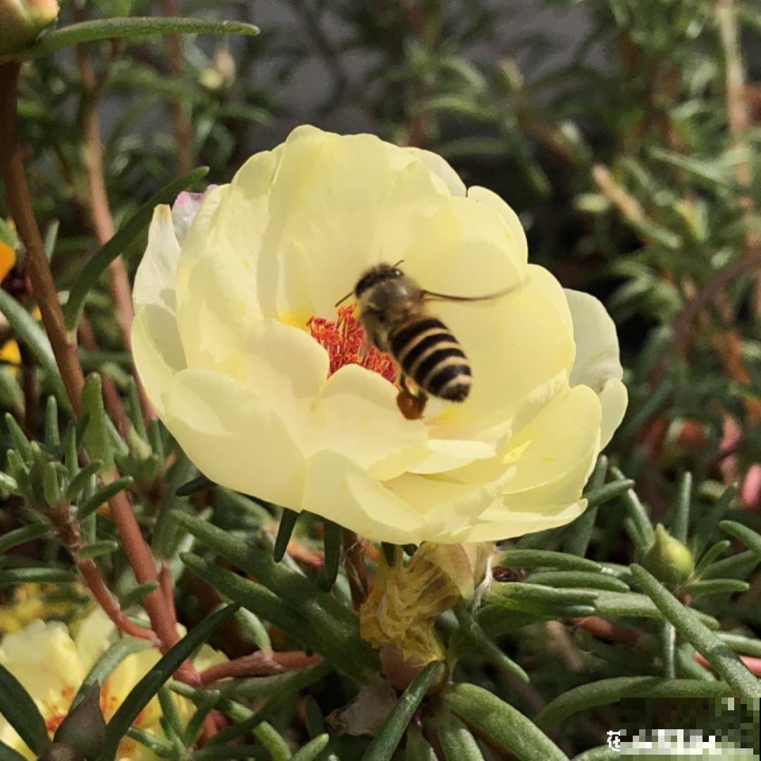 10种花开完不要剪，等20天之后，1盆变多盆