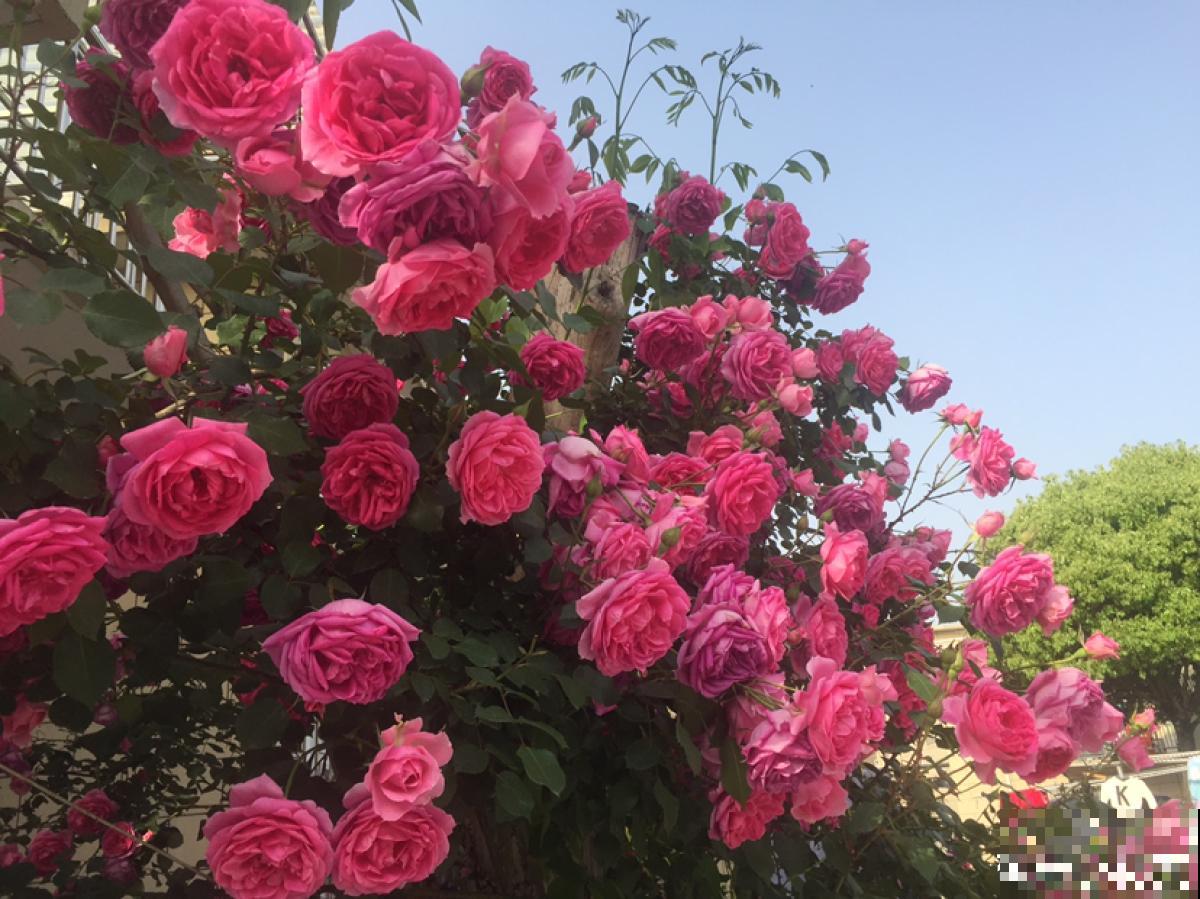 精致的农村院子，主要是种了这4种花，爬藤地栽木本都有