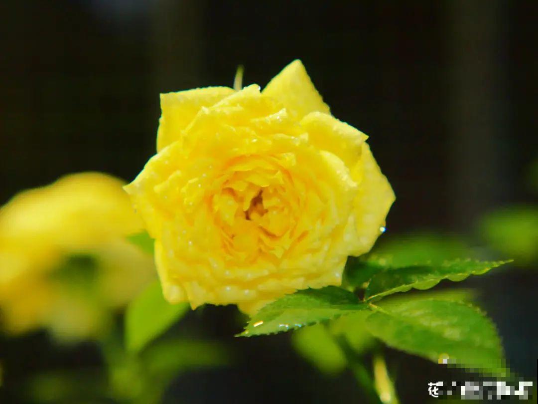 月季的8大黄叶原因，学会后巧避免，植株长得越来越好