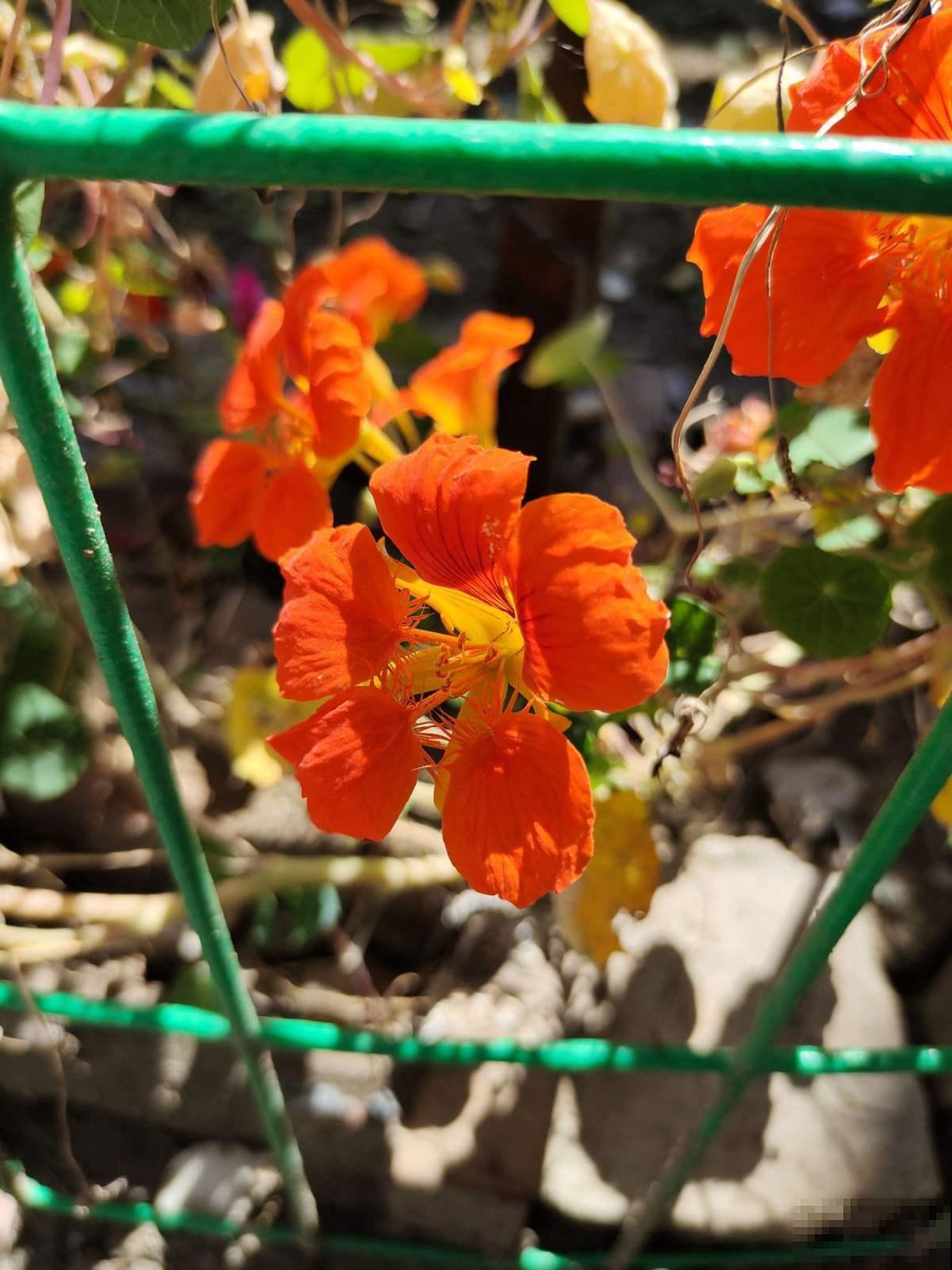 命里带“金”的花，家里养一盆，喜庆吉祥有好寓意