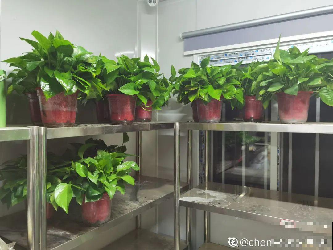 绿萝叶子“吐”水珠，恭喜你，养出了最佳状态