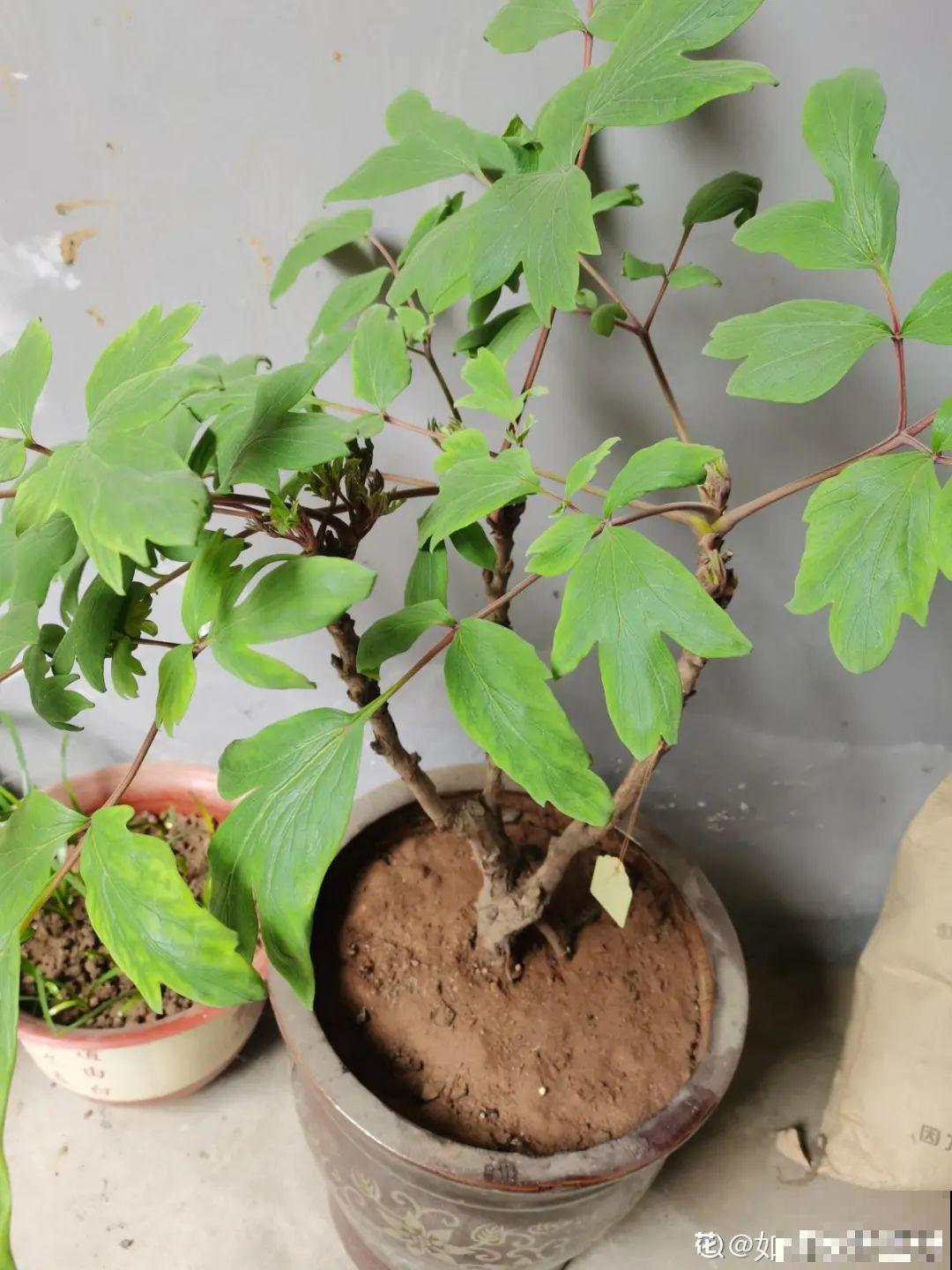 8种花夏天不能买,买回来就死,白浪费钱 8种花夏天不能买,买回来就死,白浪费钱