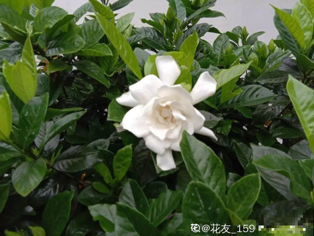 9种花，天热也要施肥，否则活不长，越养越差劲