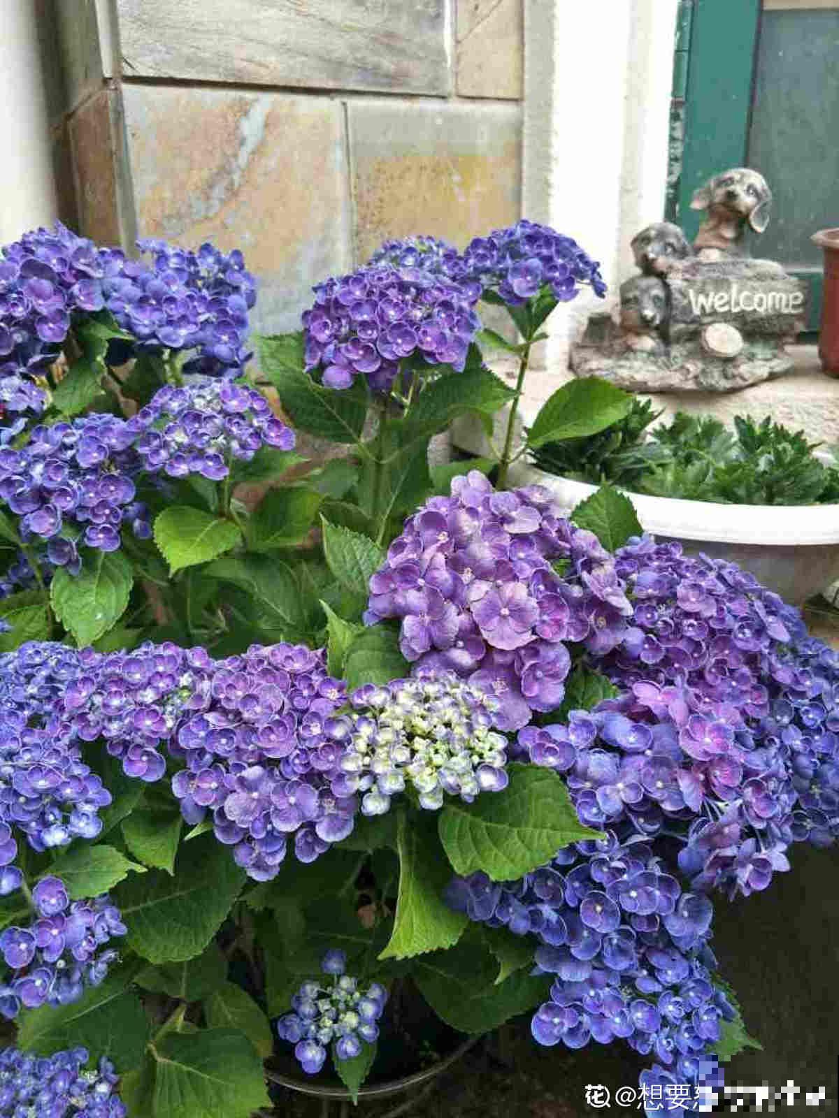 就不该养绣球，入了这品种的坑，想出都出不来