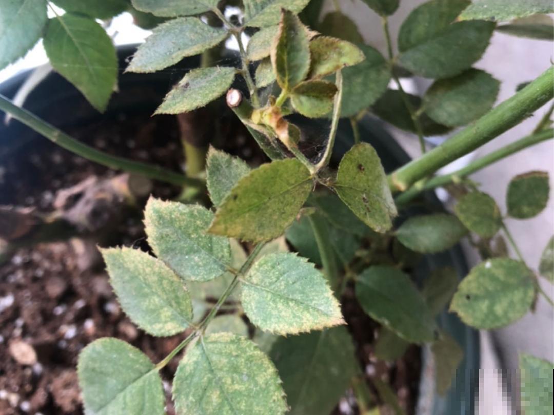 月季的8大黄叶原因，学会后巧避免，植株长得越来越好