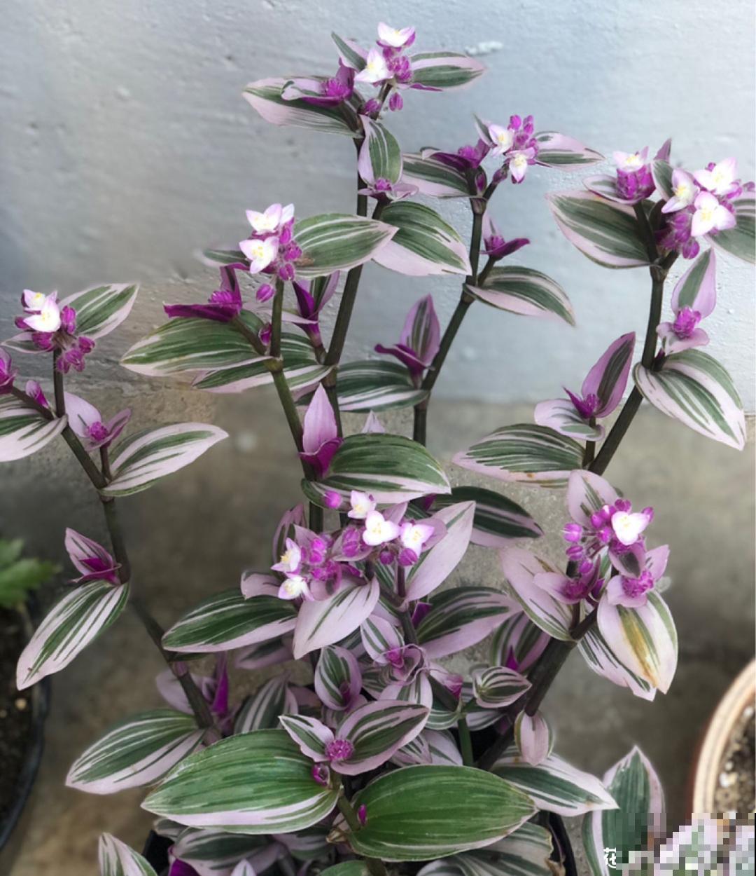 家里别只养绿萝,15种精致耐阴花,光照不好也能长很美 家里别只养绿萝,15种精致耐阴花,光照不好也能长很美