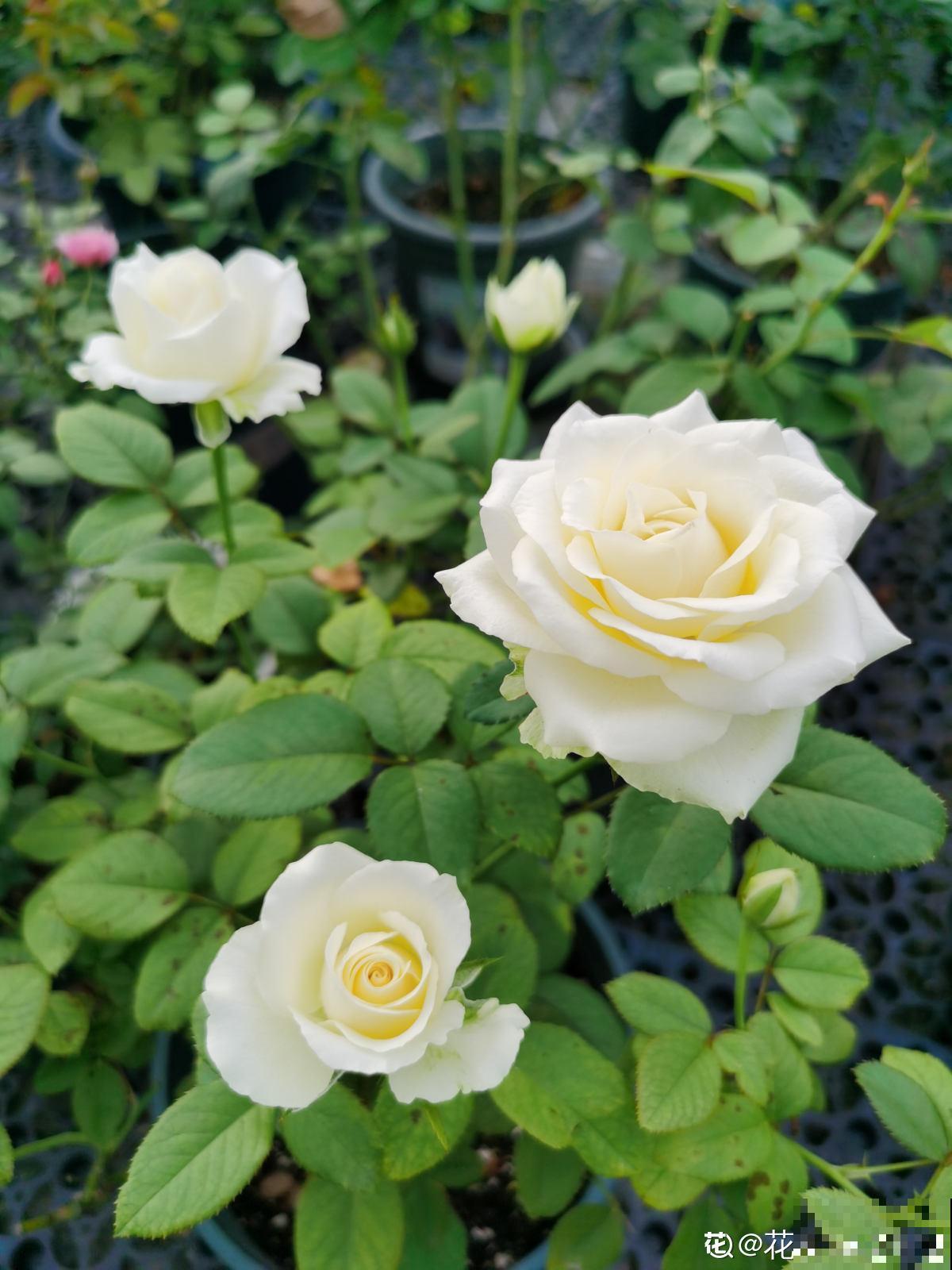 20种常见花,一句话说到浇水要点,赶紧学学 20种常见花,一句话说到浇水要点,赶紧学学