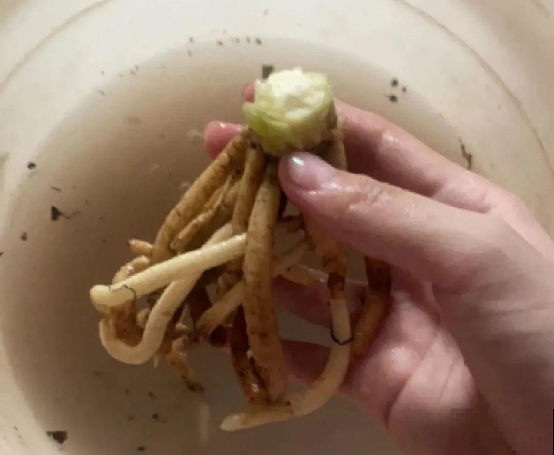 警惕秋老虎，别让你的花，度过夏天，却死在秋天