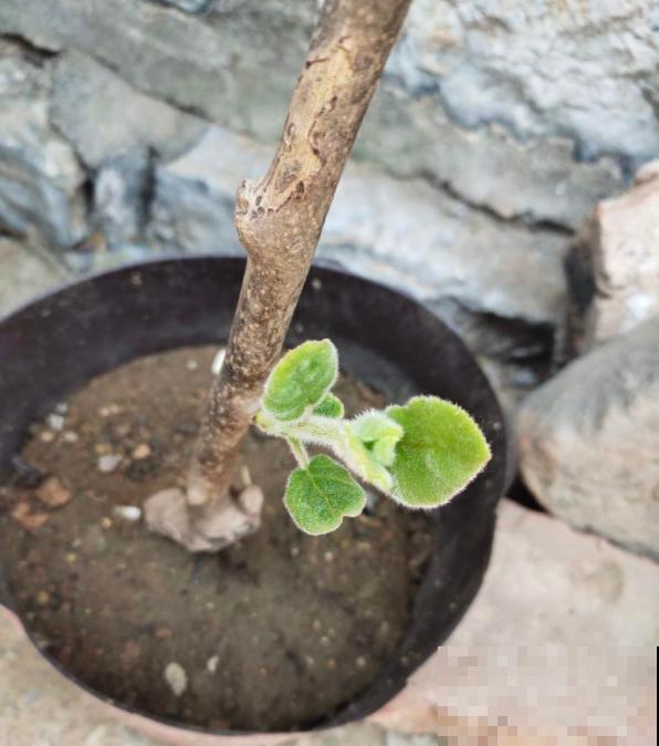 这4种果树，看到枝条扎土里，半月看见“萝卜根”