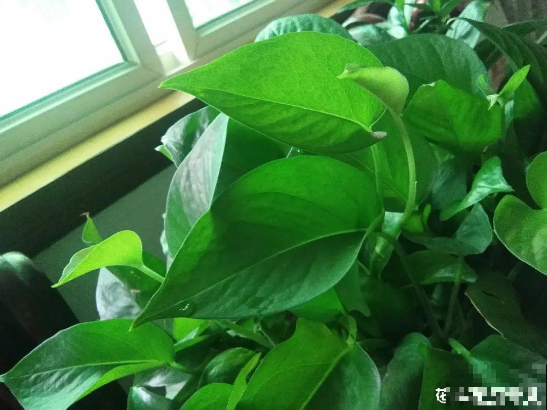 绿萝叶子“吐”水珠，恭喜你，养出了最佳状态