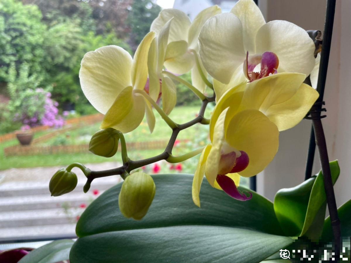 春节的蝴蝶兰挺不过夏天？做好4点，妙手回春不是梦