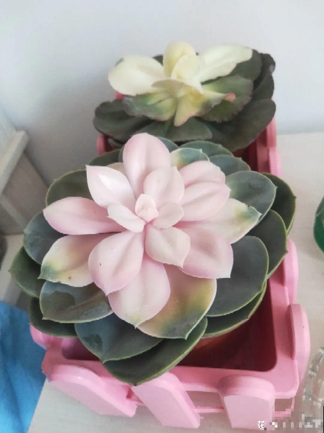 打了药的多肉,白送都别要,养不活惹一肚子气 打了药的多肉,白送都别要,养不活惹一肚子气