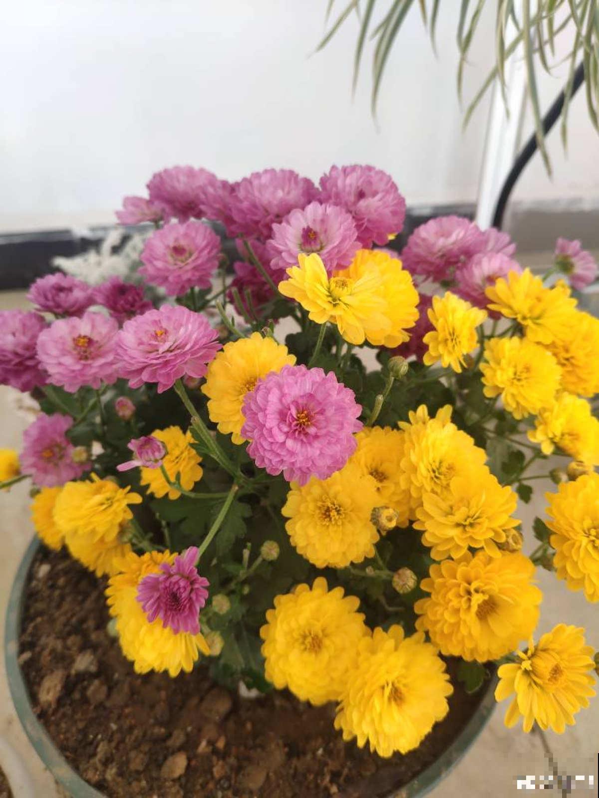 秋天养盆“千朵花”，满盆都是花苞，热热闹闹特好看