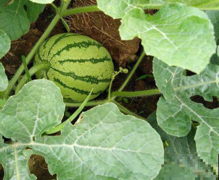 种不出瓜果怎么办？注意催芽过程的3个方面，不怕种子不发芽