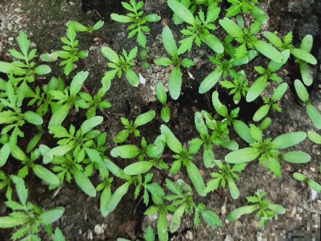 10种花开完不要剪，等20天之后，1盆变多盆