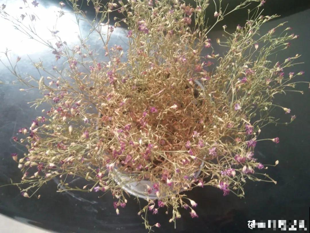 10种花，一天不见水就萎缩，狂补水就对了！