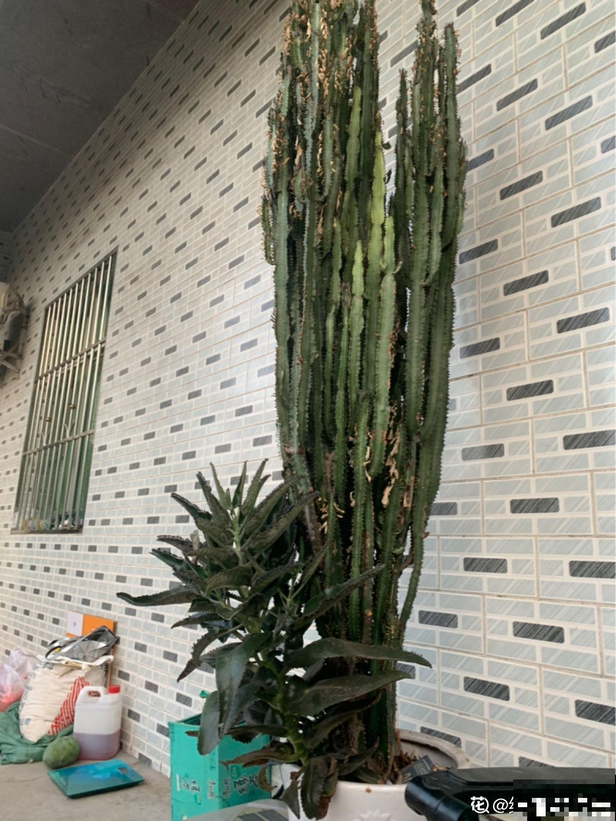 3种花长的跟“三胞胎”似的,还有“守家”的说法,适合居家养护 3种花长的跟“三胞胎”似的,还有“守家”的说法,适合居家养护