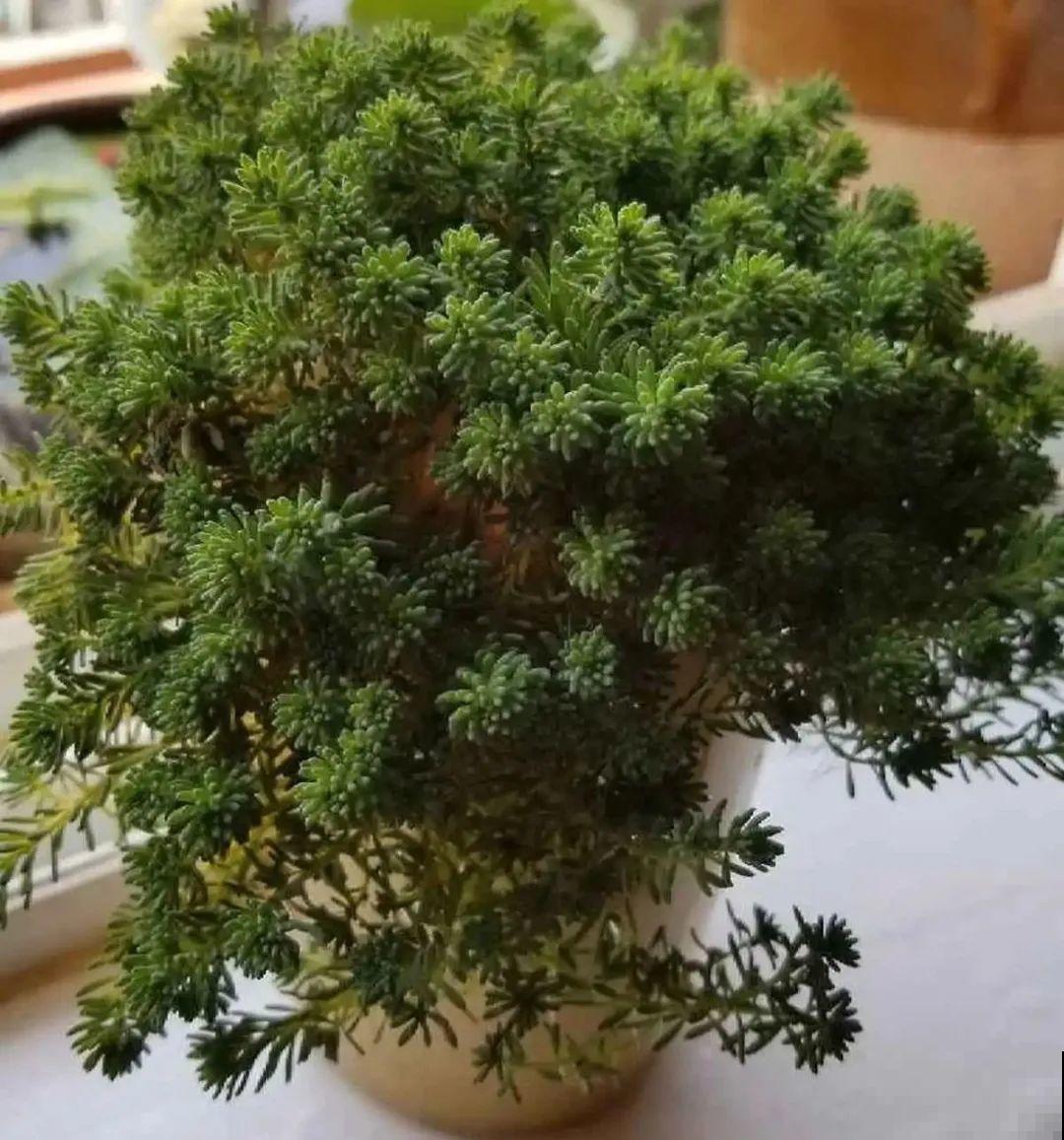 酒瓶子别扔，拿来种多肉，时髦又省钱