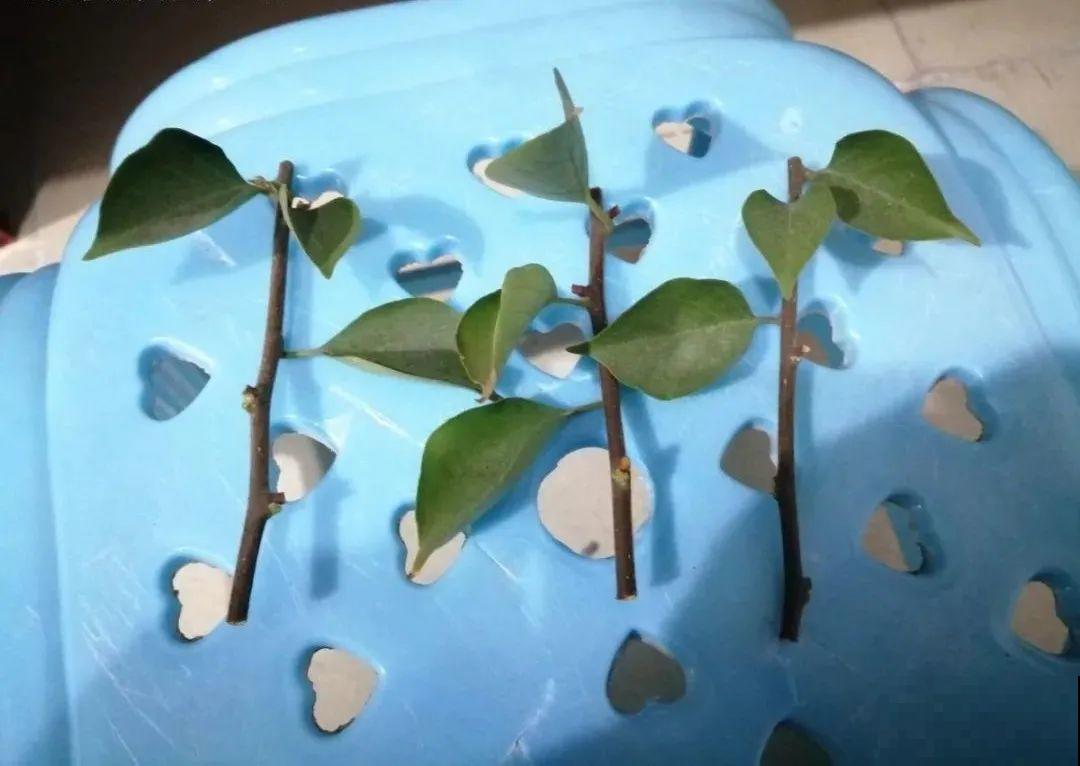 8种花，越热越扦插，大白根呼呼冒