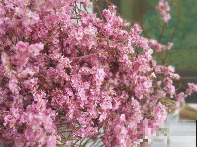 不同花的寓意和象征