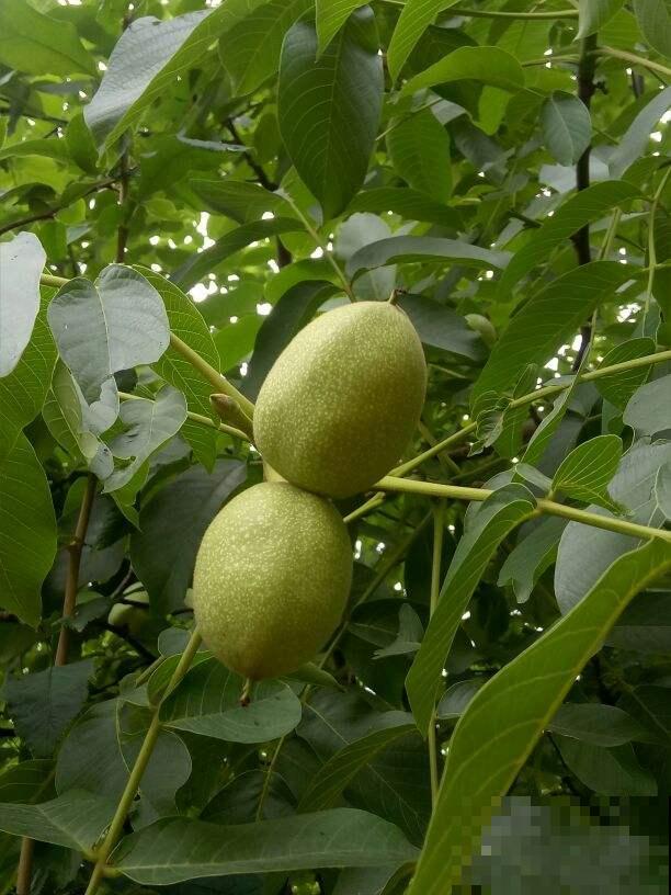 这4种果树，看到枝条扎土里，半月看见“萝卜根”