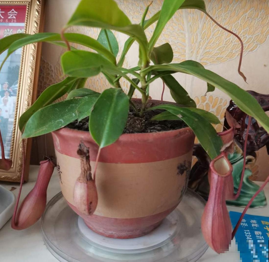 植物也有“肉食性”的，4种食虫植物，养在家里能“灭蚊”