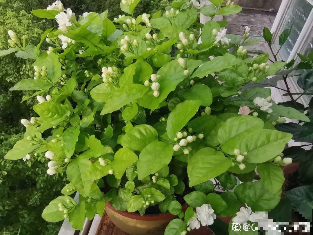最爱淋雨的花,下雨天搬出去,长得更好 最爱淋雨的花,下雨天搬出去,长得更好
