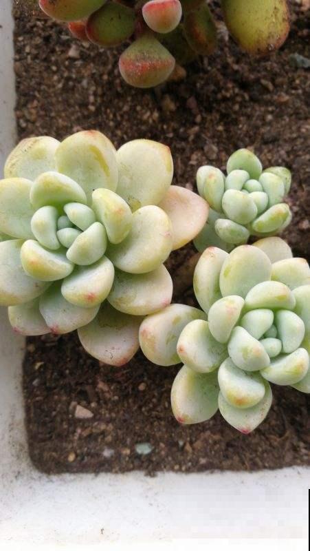 按你的生日那天看，你的幸运花是什么？（下）