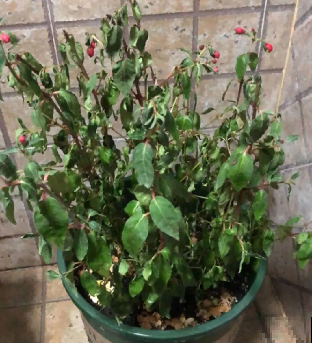 警惕秋老虎，别让你的花，度过夏天，却死在秋天