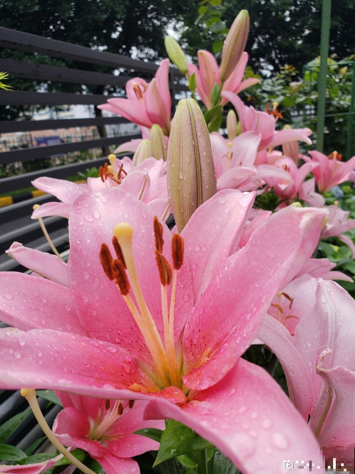 怀孕辣妈超爱养花，亲力亲为建花园，现在人人都羡慕