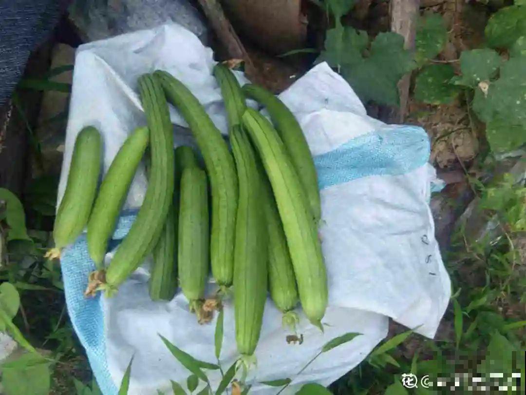 路边不起眼的草,种院子里用处大,还能清热降暑气 路边不起眼的草,种院子里用处大,还能清热降暑气