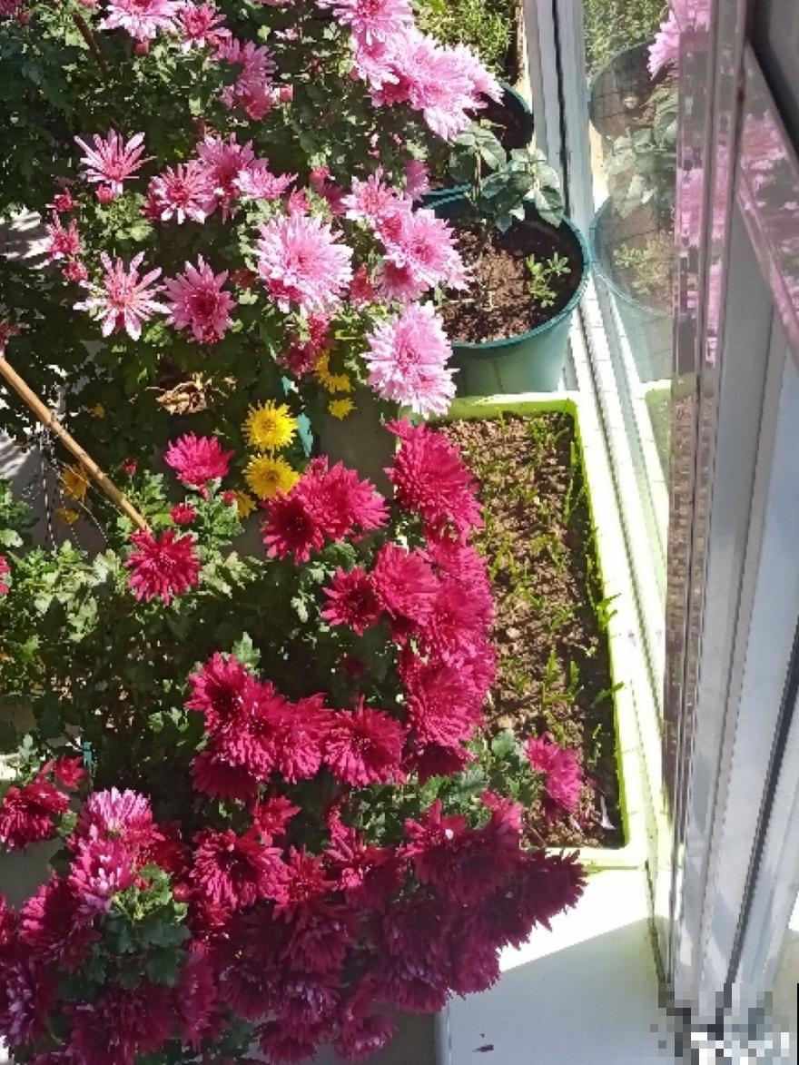 难养活的8种花，在家里养不好，扔门口反而呼呼开花