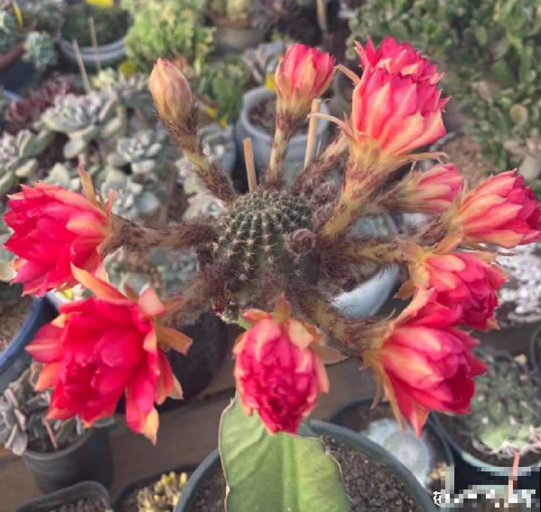 1种仙人球，开花美艳，一年能开好多次