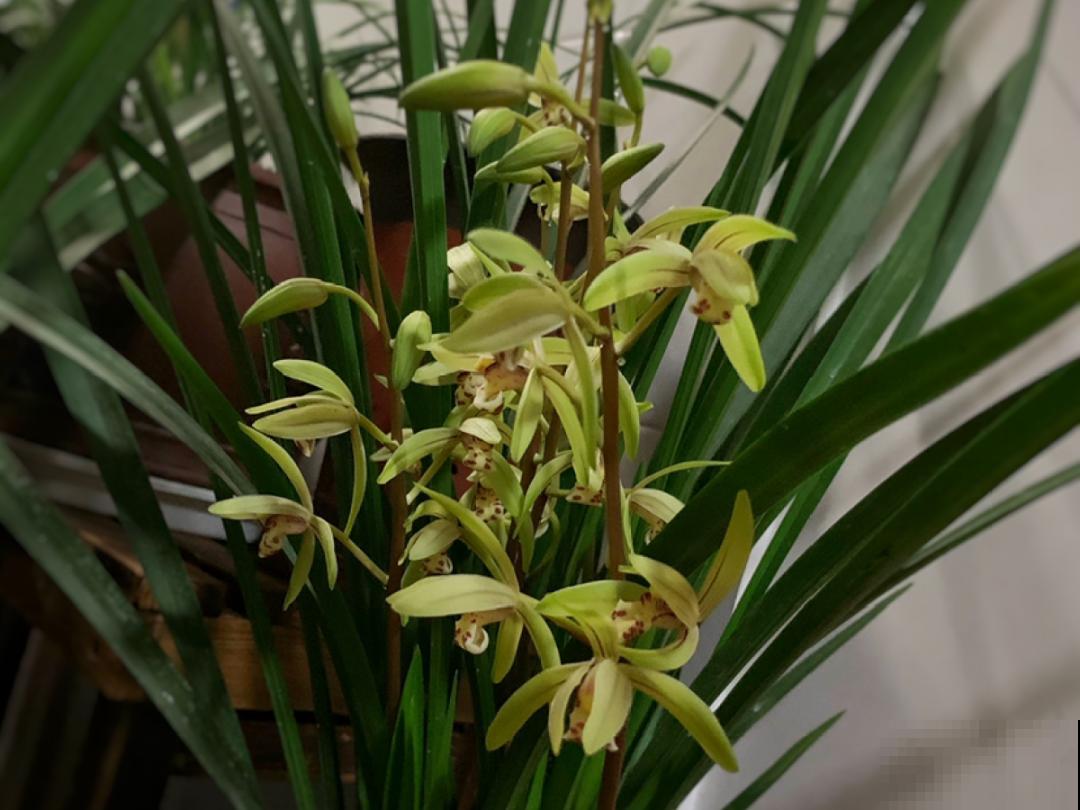 活的“香水花”,夏天一直开,满院子都是花香 活的“香水花”,夏天一直开,满院子都是花香