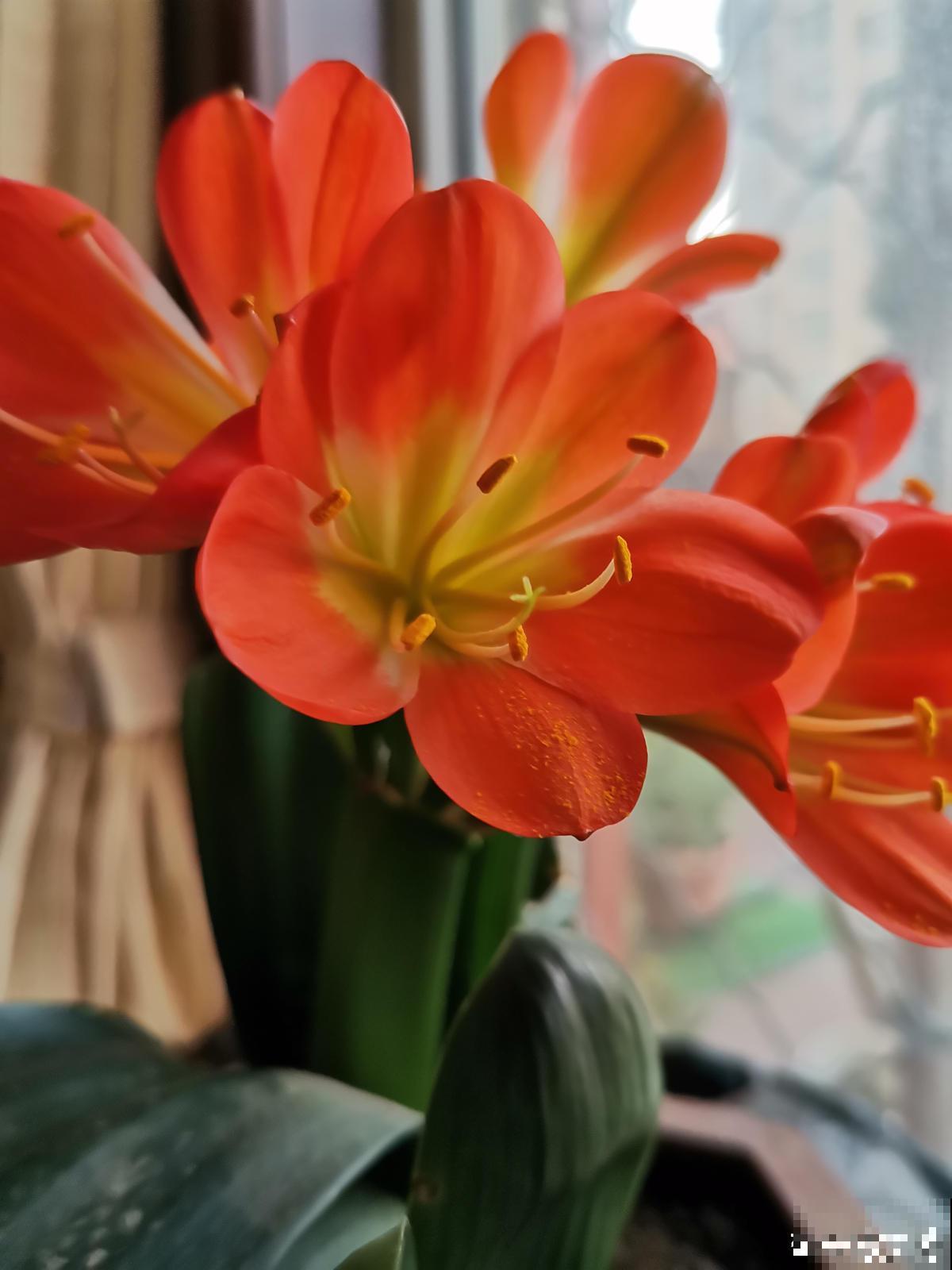 乔迁宴还是得送花!这5种花选好了,友谊更坚固 乔迁宴还是得送花!这5种花选好了,友谊更坚固