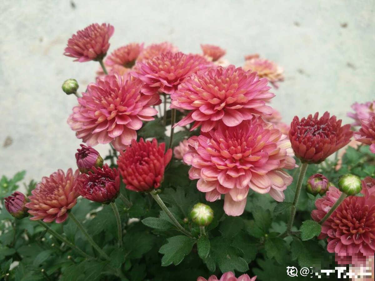 秋天是养草花的季节，12种草花现在播种，俩月就能开花