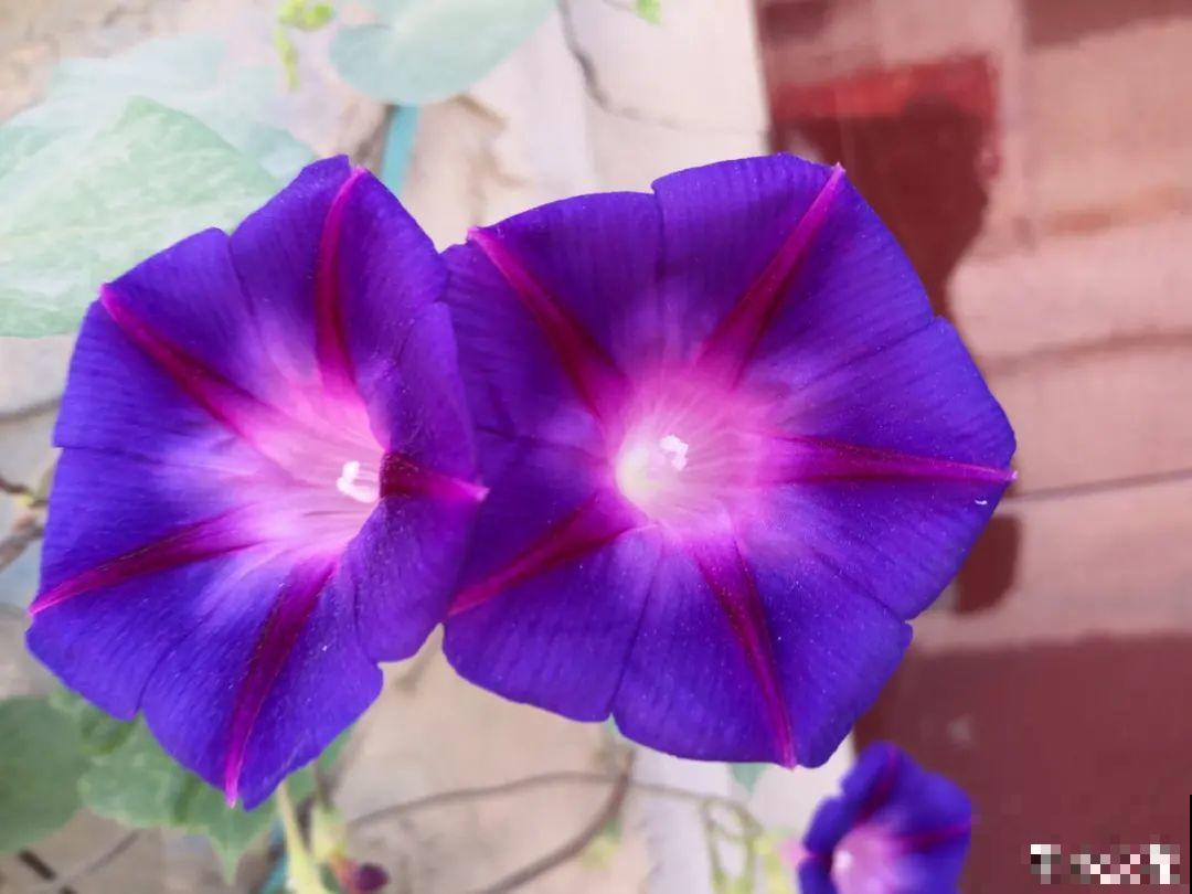 10种花开完不要剪，等20天之后，1盆变多盆