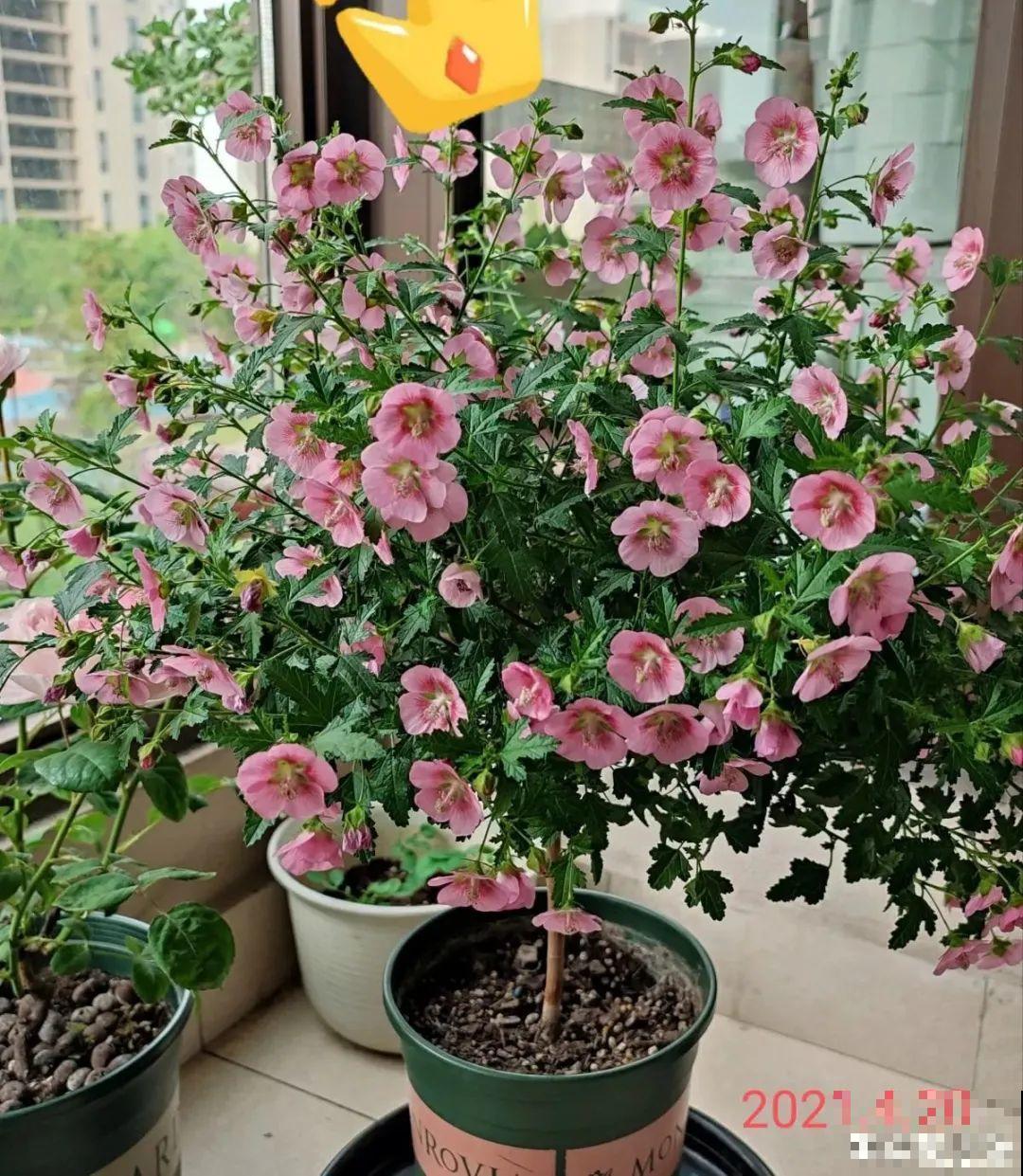 养花大神的爆花技巧，我给大家偷来了，赶紧学