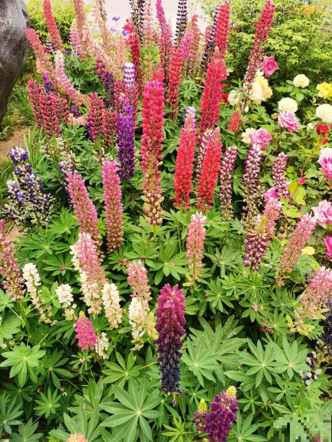 绿化带“壕”无人性，10万块的花堆一起，你认识几个？