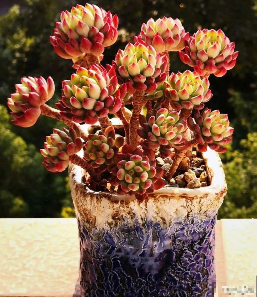 夏天养多肉，别人的绿徒摊，她的却美萌艳，太美了