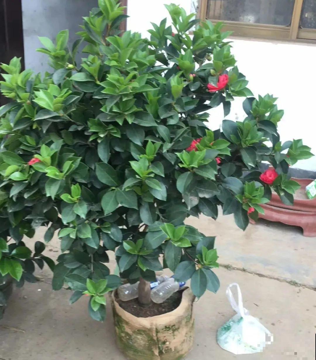 夏天养杜鹃，真是够难的，要注意6个要点