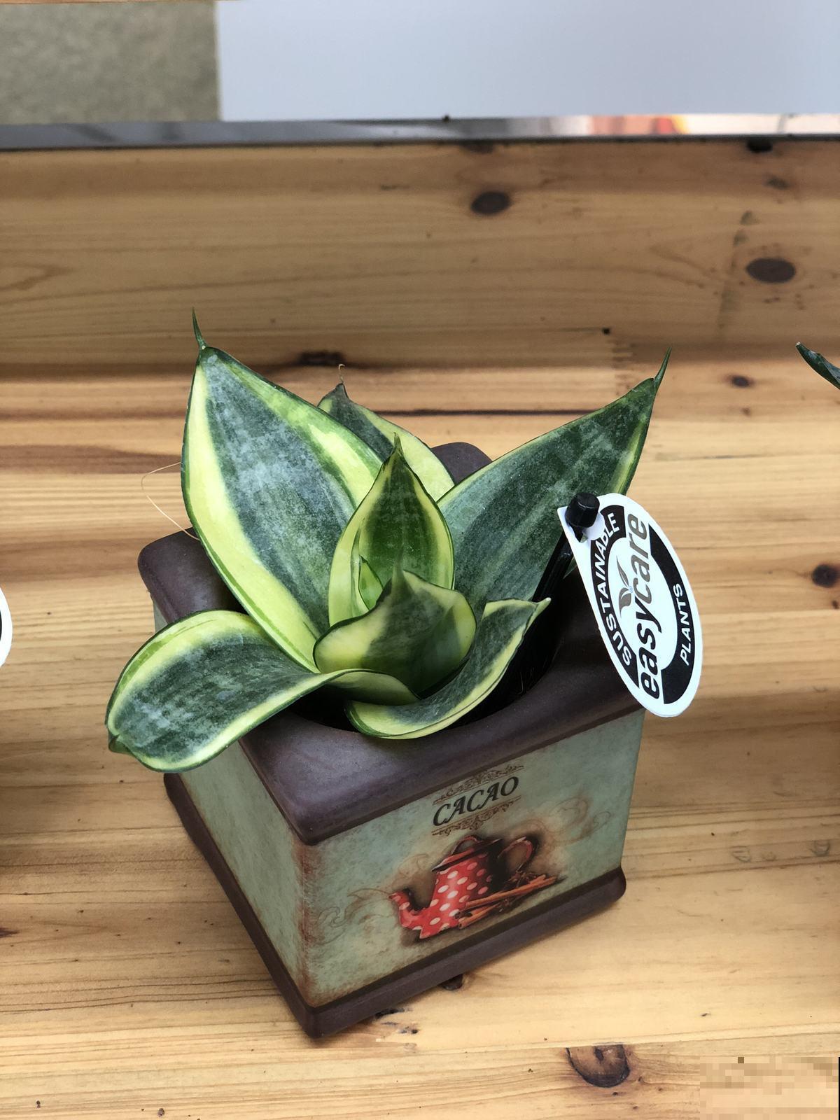 家中空气不清新？养这5种植物，清香怡人