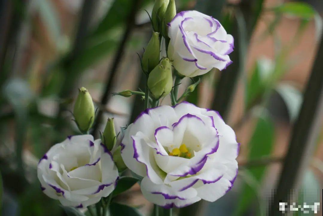 播种时间到,立秋后撒下去,冬春就开花 播种时间到,立秋后撒下去,冬春就开花