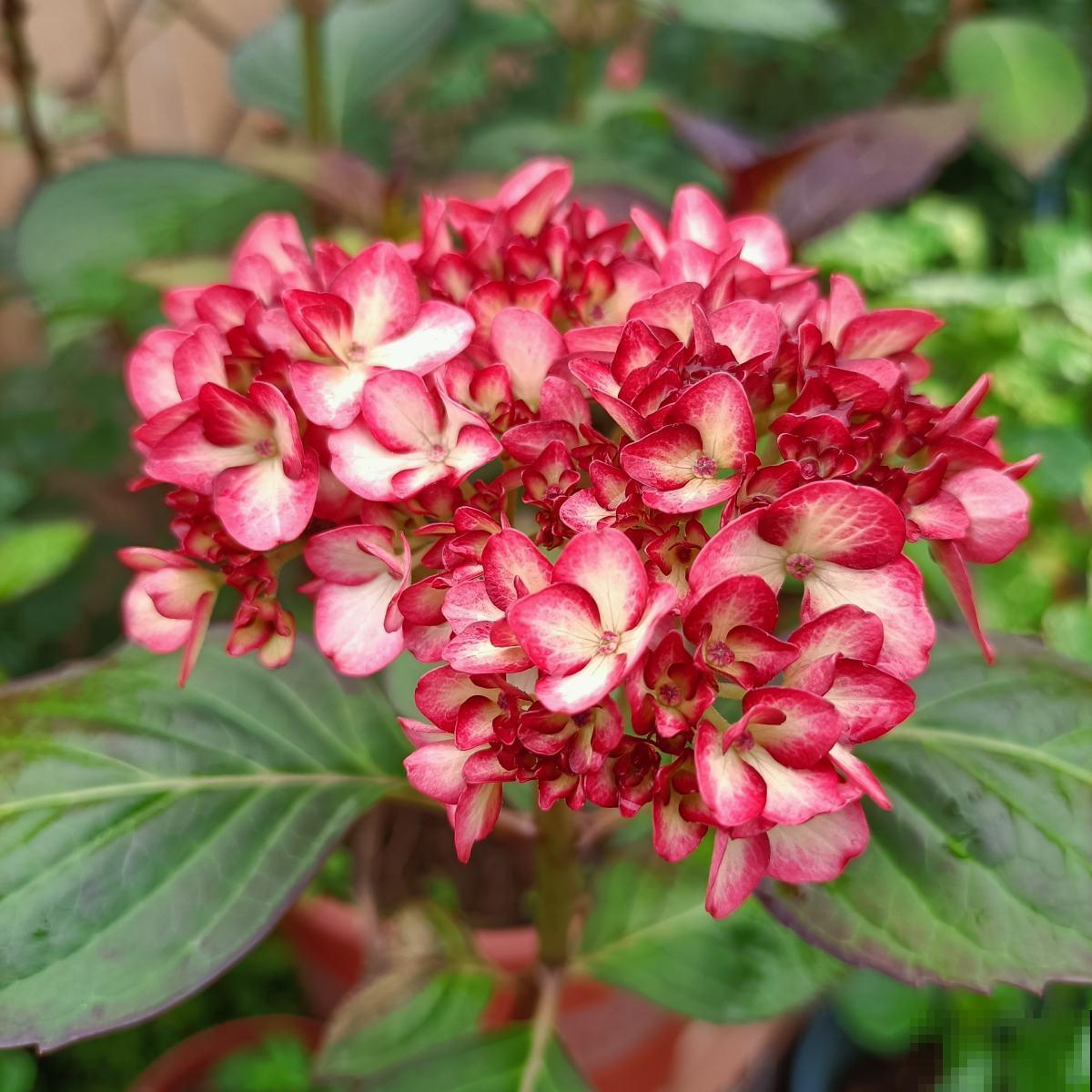 家里的花都夏眠，种这3种花，照样满盆开花