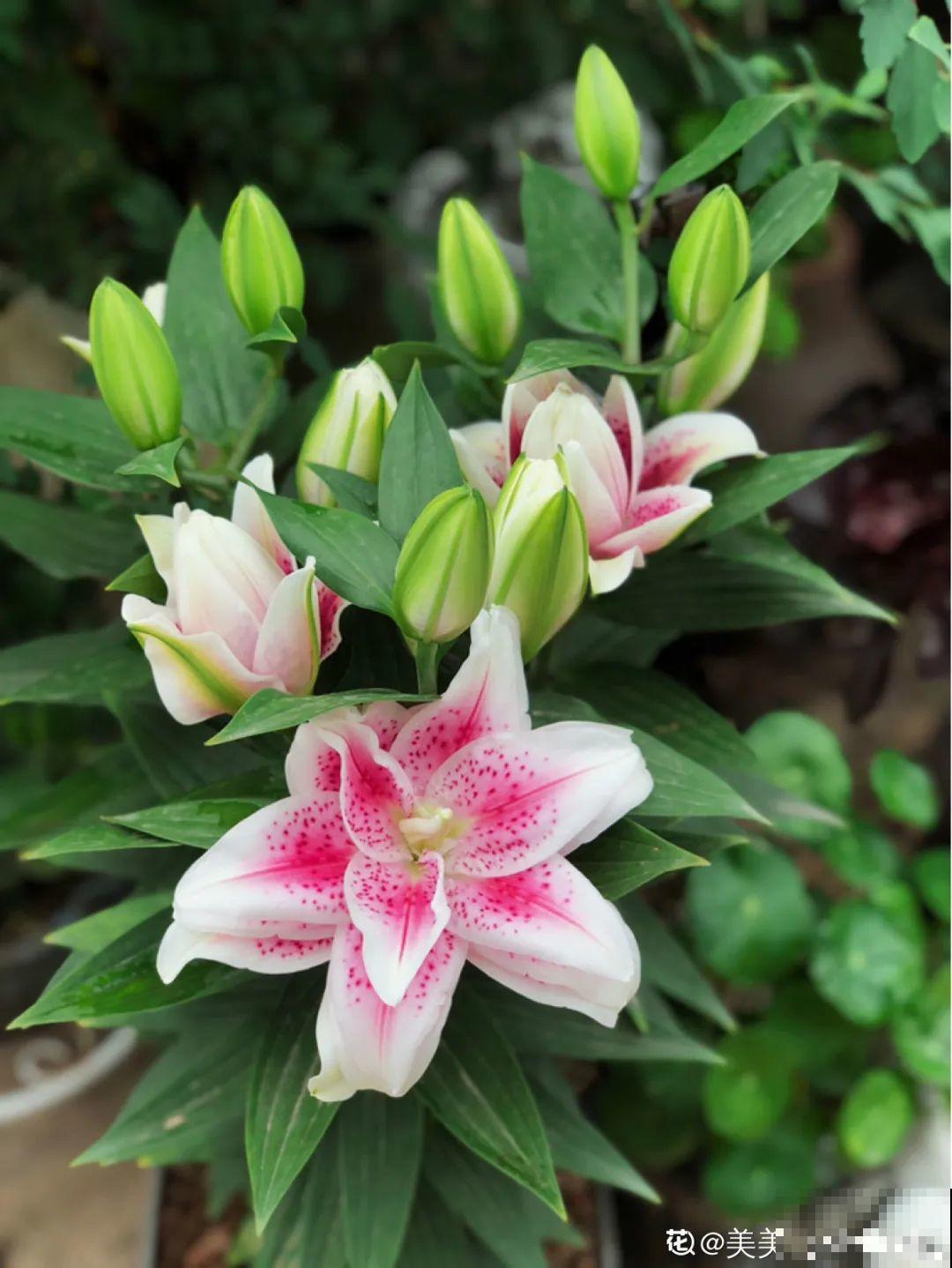 百合开花后，养分消耗太大，补充肥料是关键