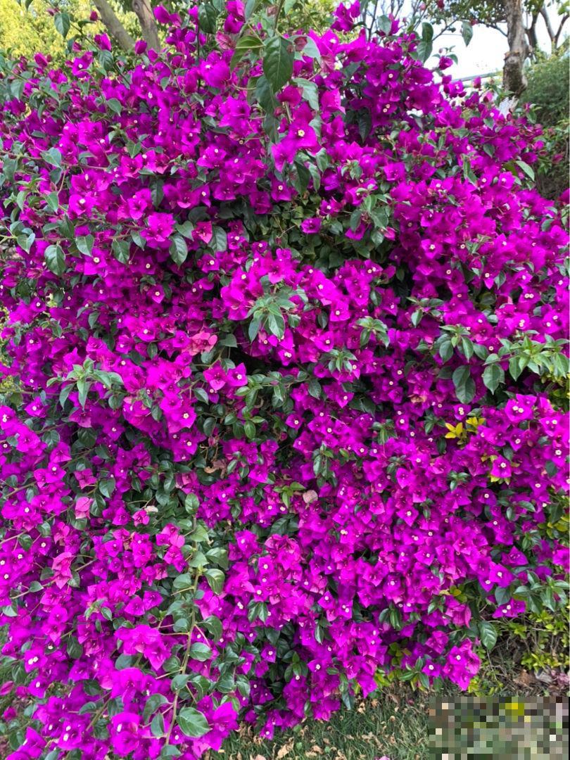 耐旱皮实的三角梅，一年能开大半年，真怕累坏它