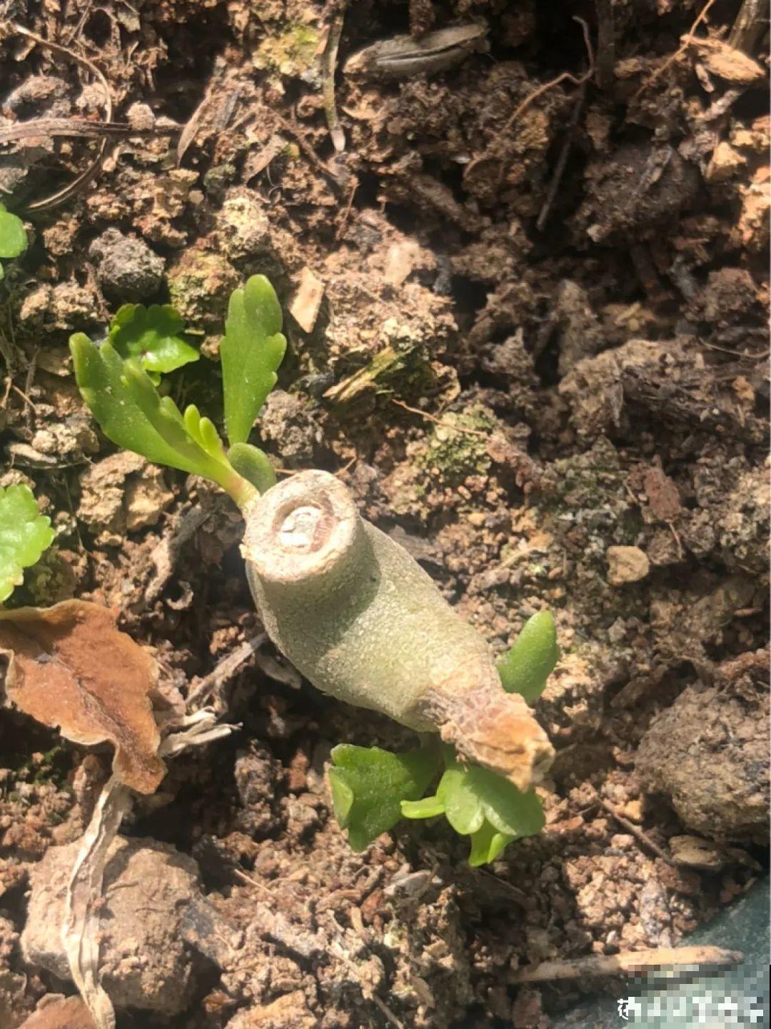 初秋8种花不能剪，轻则不开花，严重可能剩空盆